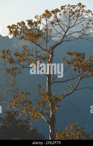 Arbre et paysage de montagnes karstiques et leurs silhouettes, de la ville de Vang Vieng, Laos, couvertes de forêts formées par le vert luxuriant tropical tre Banque D'Images