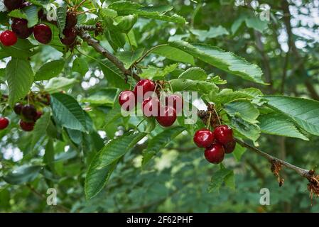 Branche d'avium de Prunus avec des cerises mûres fraîches Banque D'Images