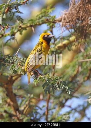 Speke's Weaver (Ploceus spekei) Homme adulte perché dans un acacia Kenya Octobre Banque D'Images