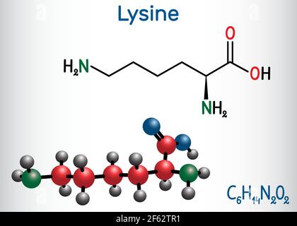 Molécule d'acide aminé lysine (L- lysine , Lys, K). Il est utilisé dans la biosynthèse des protéines. Formule chimique structurelle et modèle moléculaire. Vecteur il Illustration de Vecteur