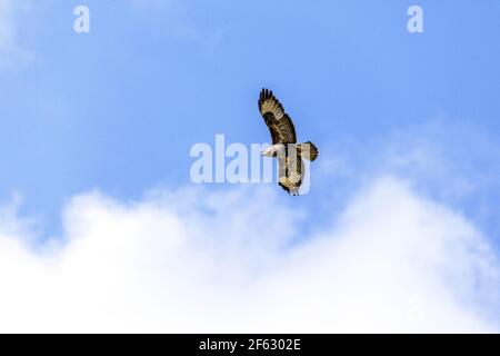 Un bourdonnement commun (Buteo buteo) qui s'envolent dans un ciel bleu au-dessus des Cotswold Hills, Gloucestershire Royaume-Uni Banque D'Images