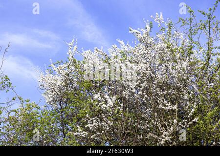 Fleurs de Blackthorn (Prunus spinosa ou arbre à sloe) au début du printemps sur les Cotswolds près de Buckland, Gloucestershire, Royaume-Uni Banque D'Images
