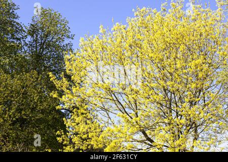 Début de la croissance printanière sur une érable de Norvège (Acer platanoides) près du village de Cotswold de Miserden, Gloucestershire Royaume-Uni Banque D'Images