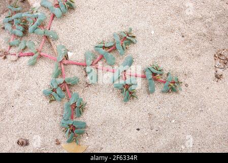 Euphorbia Pepli tige gros plan Banque D'Images