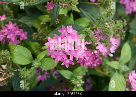 Pentas lanceolata fleurs blanches et violettes Banque D'Images