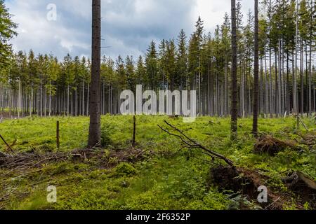 Petite glade avec des arbres abattus dans les montagnes de Rudawy Janowickie Banque D'Images