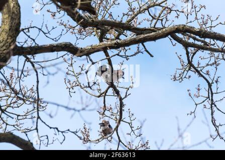 Jays de printemps (Garrulus glandarius) Banque D'Images