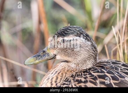 Portrait d'une femelle Mallard (Anas platyrhyncos) Banque D'Images
