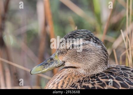 Portrait d'une femelle Mallard (Anas platyrhyncos) Banque D'Images