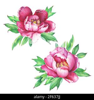 Ensemble de pivoines roses fleuries (pivoine, pivoine, paeonia), gros plan. Illustration de peinture aquarelle dessinée à la main sur fond blanc. Banque D'Images