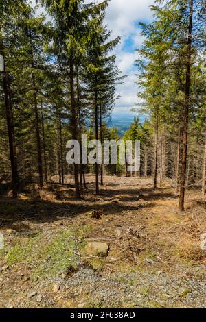 Petite glade avec des arbres abattus dans les montagnes de Rudawy Janowickie Banque D'Images