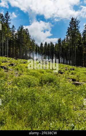 Petite glade avec des arbres abattus dans les montagnes de Rudawy Janowickie Banque D'Images