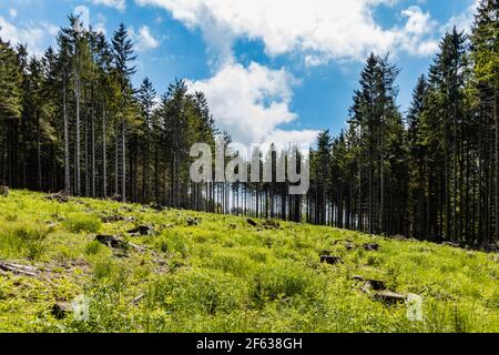 Petite glade avec des arbres abattus dans les montagnes de Rudawy Janowickie Banque D'Images