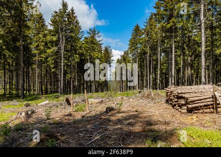 Petite glade avec des arbres abattus dans les montagnes de Rudawy Janowickie Banque D'Images