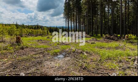 Petite glade avec des arbres abattus dans les montagnes de Rudawy Janowickie Banque D'Images