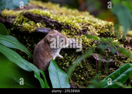 Single Bank Vole Myodes glareolus s'envoler de la sous-croissance verdoyante sur une bûche de bois recouverte de mousse Banque D'Images