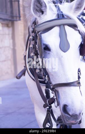 Le cheval blanc utilisé pour tirer un chariot touristique. Personne Banque D'Images