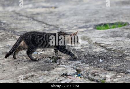 salvador, bahia / brésil - 11 juin 2019: Des chats sont vus à côté de la sculpture de Mario Cravo sur le Rampa do Mercado Modelo dans la ville de Salvador * Banque D'Images