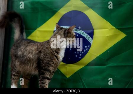 salvador, bahia / brésil - 26 octobre 2018: Le chat est vu près d'un drapeau brésilien dans le quartier de Pelourinho à Salvador. *** Légende locale *** Banque D'Images