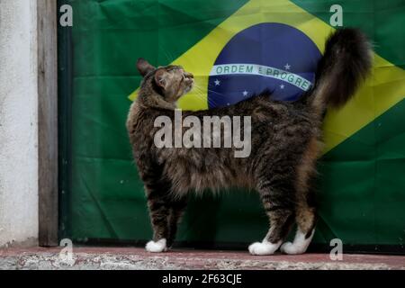 salvador, bahia / brésil - 26 octobre 2018: Le chat est vu près d'un drapeau brésilien dans le quartier de Pelourinho à Salvador. *** Légende locale *** Banque D'Images
