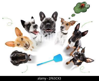 groupe d'équipe couple de chiens pleins de tiques et de puces , isolés sur fond blanc Banque D'Images