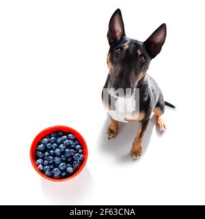 chien avec conscience coupable pour l'embonpoint, et au poids lâche , isolé sur fond blanc et frais légumes fruits végétariens autour Banque D'Images