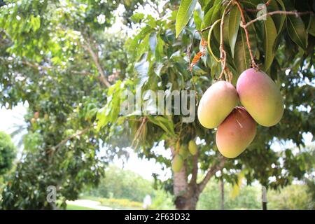 salvador, bahia / brésil - 20 novembre 2017 : plantation de mangues Tommy dans la ville de Salvador. *** Légende locale *** . Banque D'Images