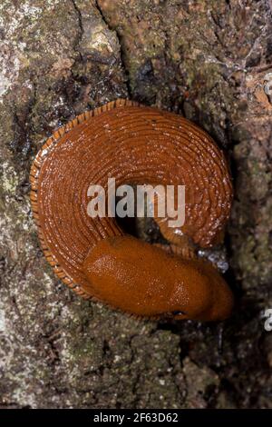 Slug rouge (Arion rufus) sur le Rocher Banque D'Images