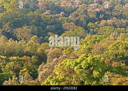 vue sur la forêt depuis les ghats de l'ouest du kerala inde Banque D'Images