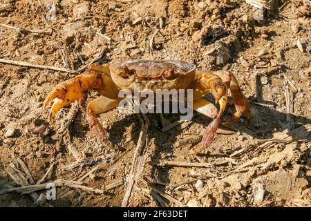 Un crabe d'eau douce dans la boue en Turquie Banque D'Images