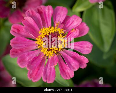 Un seul Zinnia aganiste de fleurs sauvages un fond vert Banque D'Images