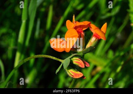 Trèfle de pied d'oiseau (Lotus corniculatus) floraison dans un pré Somerset . Banque D'Images