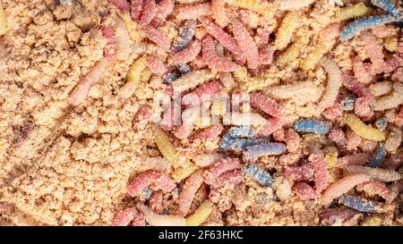 Des magrets multicolores comme appâts de pêche attendant dans la sciure Banque D'Images