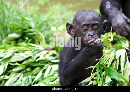 Portrait d'un bébé bonobo assis mangeant des feuilles au sanctuaire de lola ya bonobo près de kinshasa, République du Congo Banque D'Images
