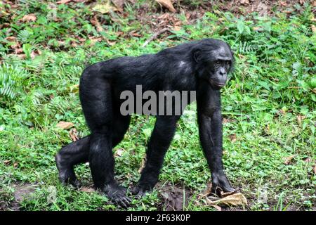 Portrait d'un bonobo mâle marchant sur tous les fours au sanctuaire de lola ya bonobo près de kinshasa, République du Congo Banque D'Images