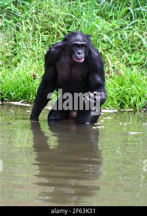 Portrait d'un bonobo mâle debout dans l'eau au sanctuaire de lola ya bonobo près de kinshasa, République du Congo Banque D'Images