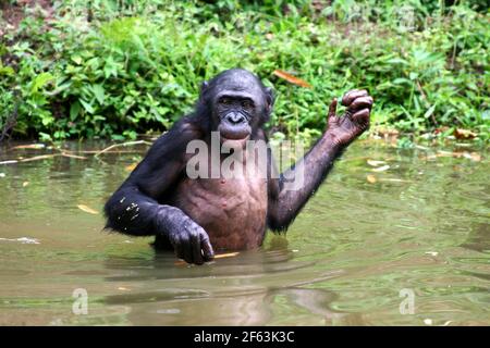 Bonobo mâle se promenant dans de l'eau au sanctuaire de lola ya bonobo près de kinshasa, République du Congo Banque D'Images