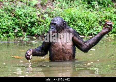 Bonobo mâle debout dans l'eau tenant une branche au sanctuaire de lola ya bonobo près de kinshasa, République du Congo Banque D'Images