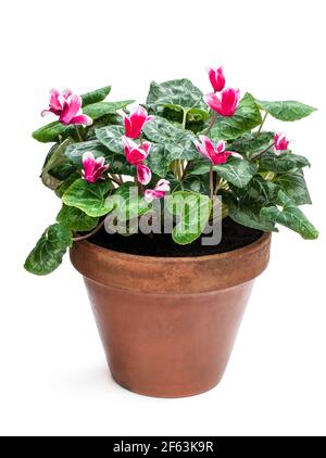 Fleur de cyclamen dans un grand pot d'argile isolé sur blanc Banque D'Images