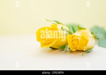 Roses jaune sur fond plat jaune . Banque D'Images