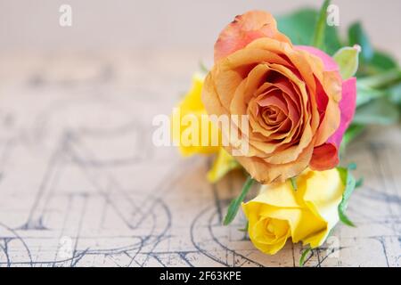 Roses jaune et rouge orange sur fond plat . Banque D'Images