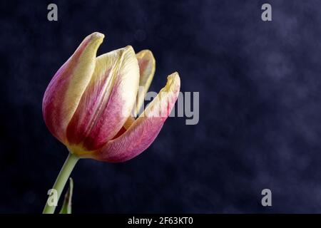 Macro photographie tulipe rose et jaune ouverte Banque D'Images