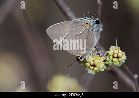 White-M Hairstreak, Parrasius m-album, nectaring de Sumac parfumé, Rhus aromatica Banque D'Images