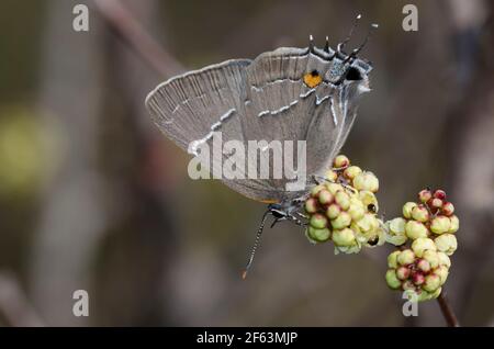 White-M Hairstreak, Parrasius m-album, nectaring de Sumac parfumé, Rhus aromatica Banque D'Images