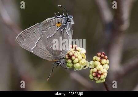 White-M Hairstreak, Parrasius m-album, nectaring de Sumac parfumé, Rhus aromatica Banque D'Images