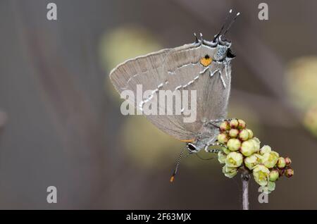 White-M Hairstreak, Parrasius m-album, nectaring de Sumac parfumé, Rhus aromatica Banque D'Images