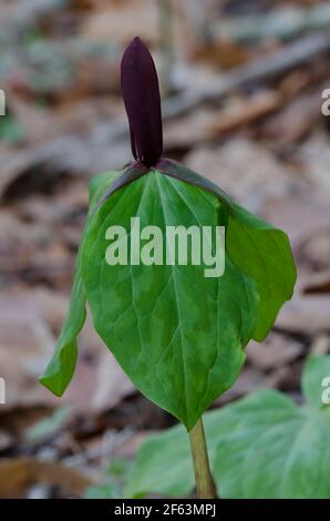 Tapertip Wakerobin, Trillium viridescens Banque D'Images