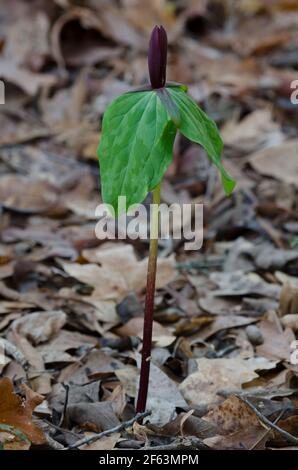 Tapertip Wakerobin, Trillium viridescens Banque D'Images