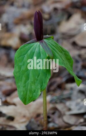 Tapertip Wakerobin, Trillium viridescens Banque D'Images