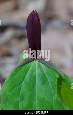 Tapertip Wakerobin, Trillium viridescens Banque D'Images